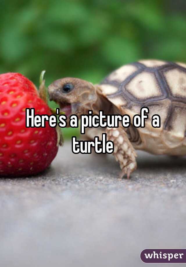 Here's a picture of a turtle