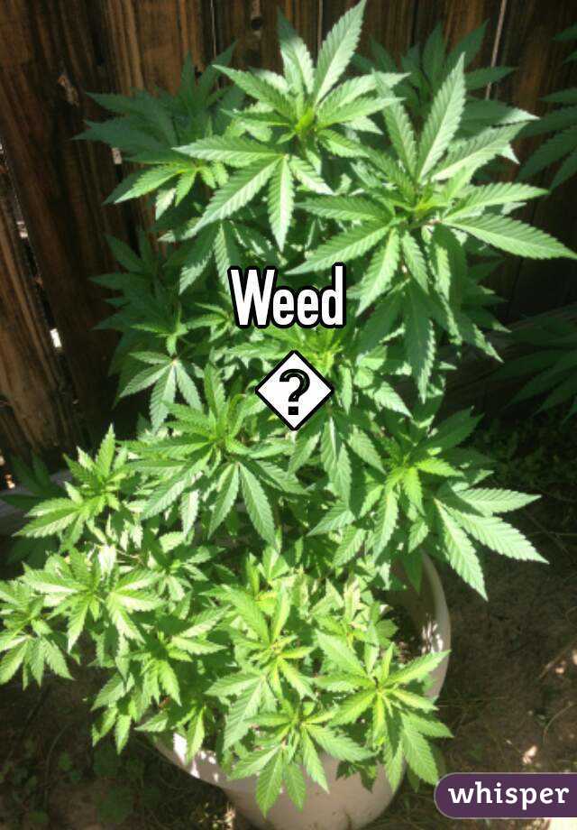Weed 💚