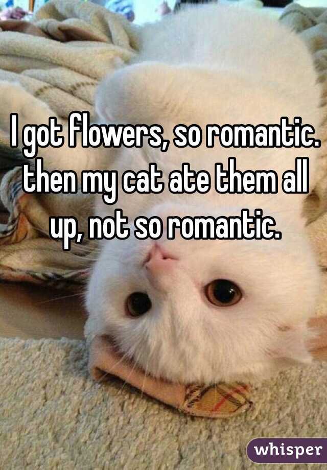 I got flowers, so romantic. then my cat ate them all up, not so romantic.
