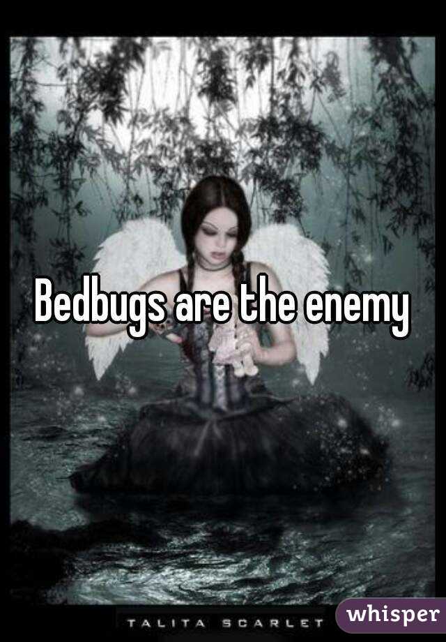Bedbugs are the enemy