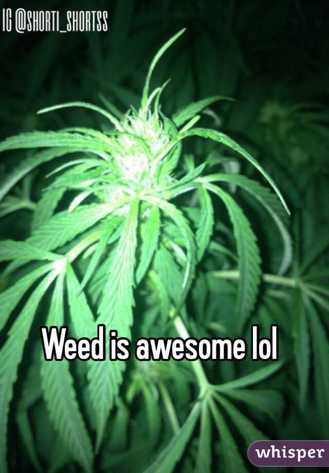 Weed is awesome lol