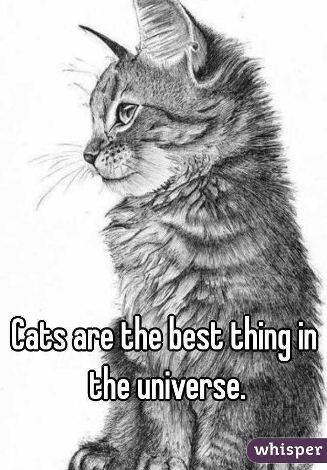 Cats are the best thing in the universe.