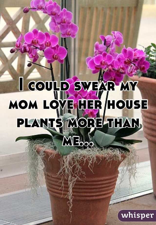 I could swear my mom love her house plants more than me...