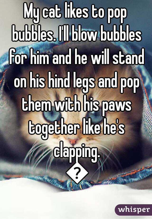 My cat likes to pop bubbles. I'll blow bubbles for him and he will stand on his hind legs and pop them with his paws together like he's clapping. 😁