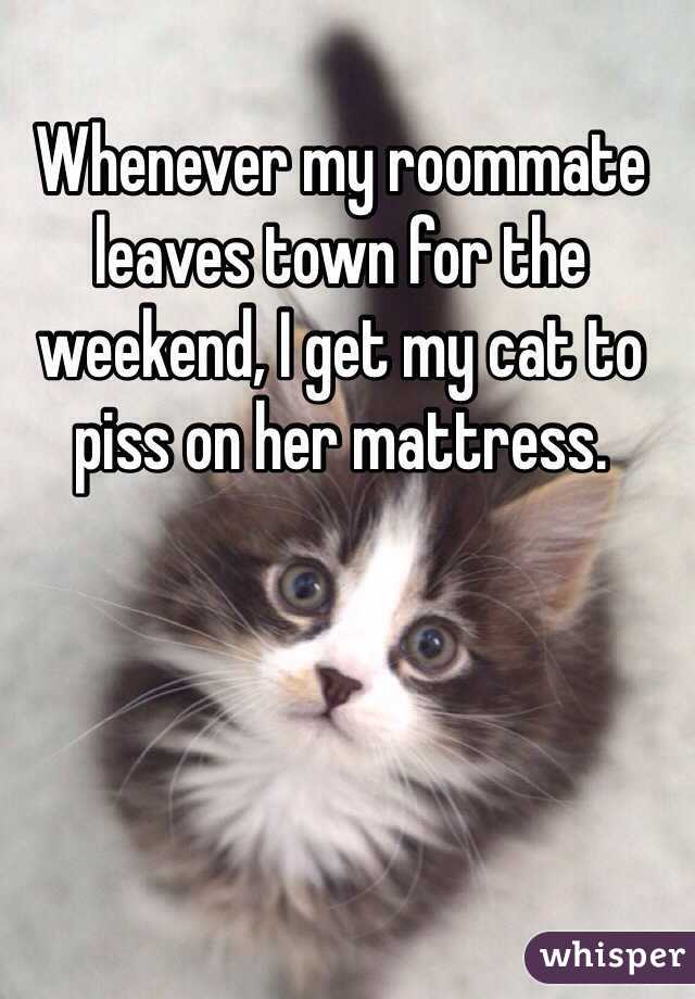 Whenever my roommate leaves town for the weekend, I get my cat to piss on her mattress.