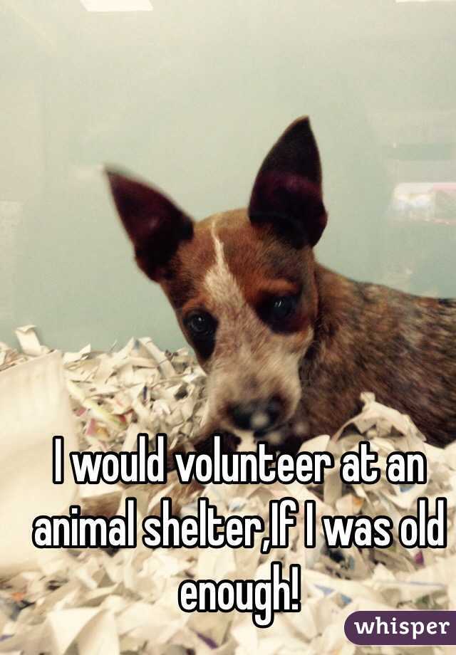 I would volunteer at an animal shelter,If I was old enough!