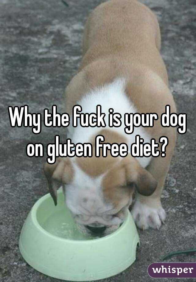 Why the fuck is your dog on gluten free diet? 