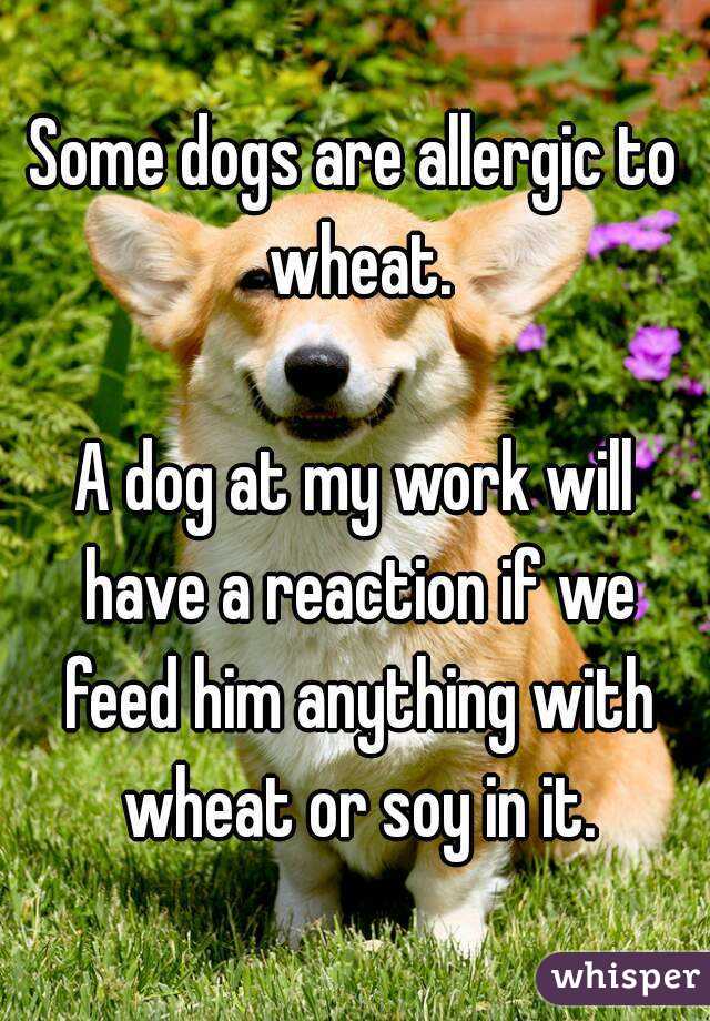 Some dogs are allergic to wheat.

A dog at my work will have a reaction if we feed him anything with wheat or soy in it.