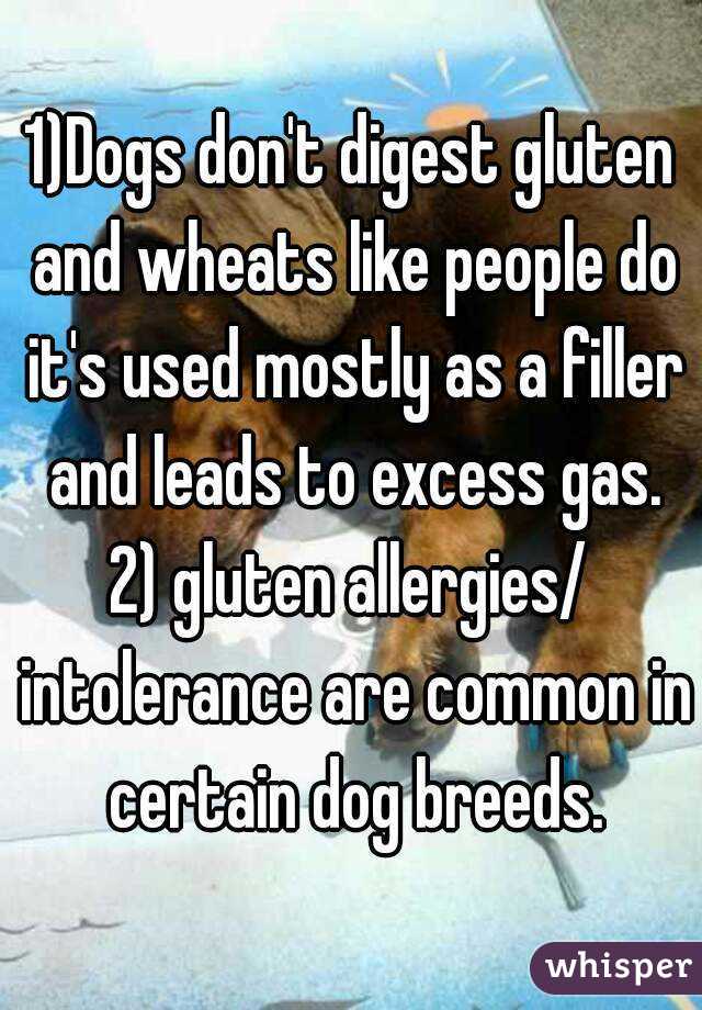 1)Dogs don't digest gluten and wheats like people do it's used mostly as a filler and leads to excess gas.
2) gluten allergies/ intolerance are common in certain dog breeds.