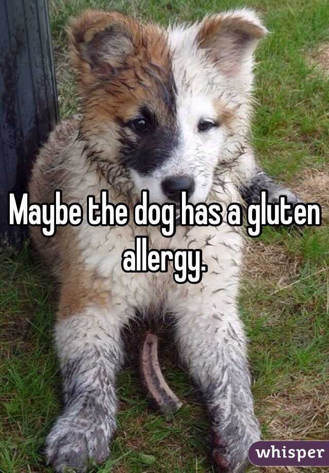 Maybe the dog has a gluten allergy. 