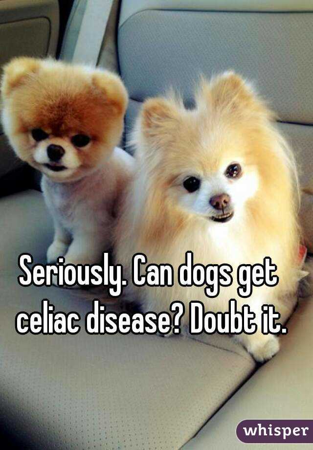 Seriously. Can dogs get celiac disease? Doubt it.