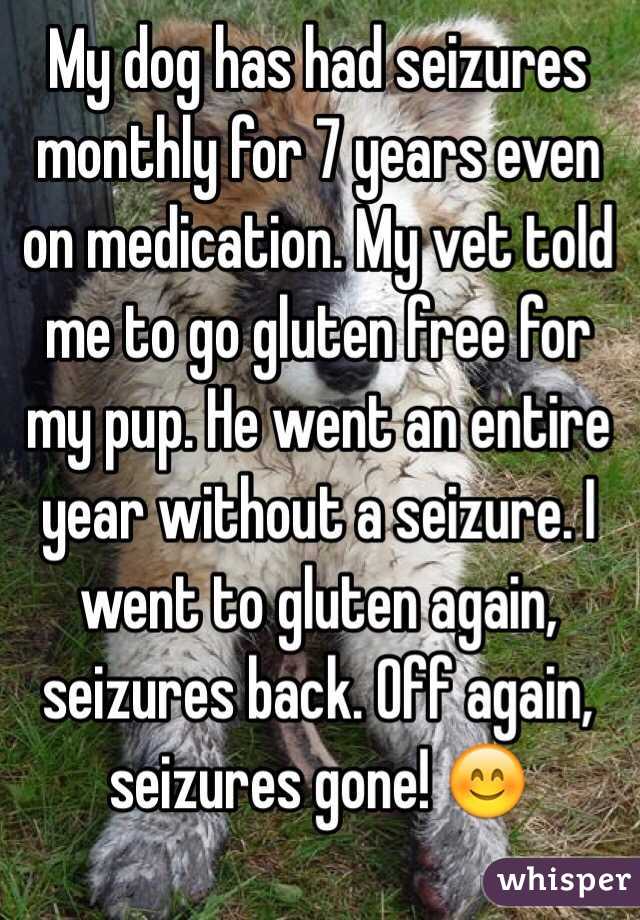 My dog has had seizures monthly for 7 years even on medication. My vet told me to go gluten free for my pup. He went an entire year without a seizure. I went to gluten again, seizures back. Off again, seizures gone! 😊