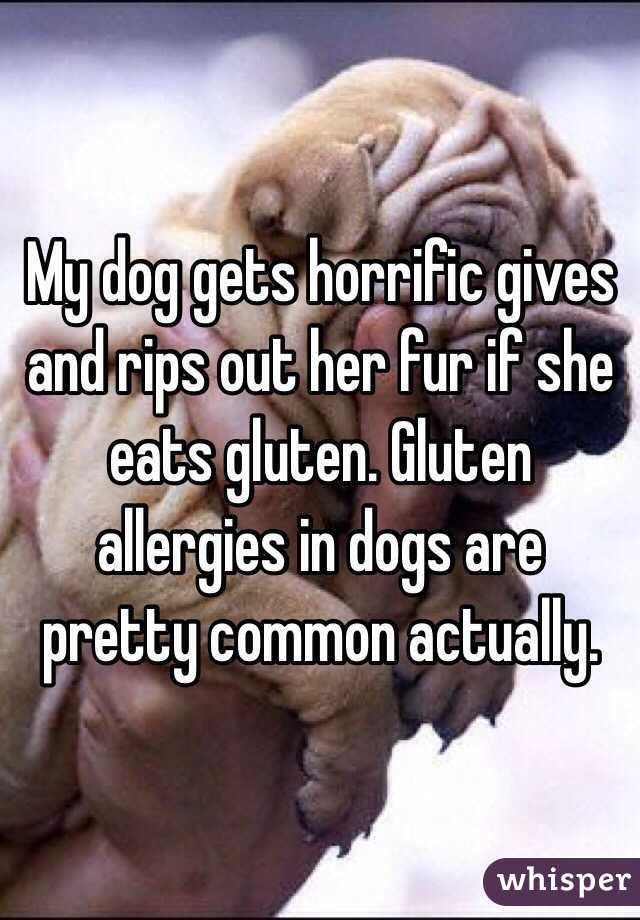 My dog gets horrific gives and rips out her fur if she eats gluten. Gluten allergies in dogs are pretty common actually.