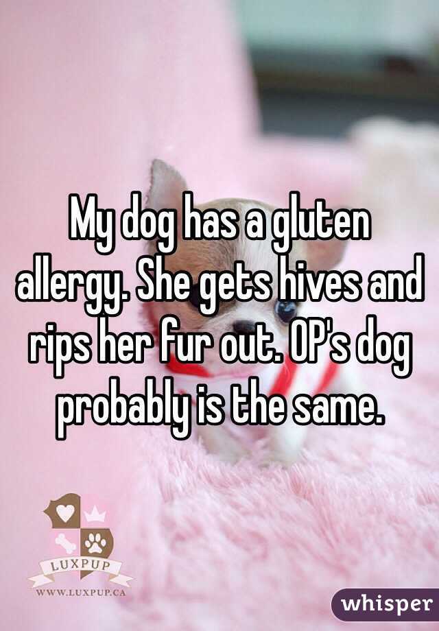 My dog has a gluten allergy. She gets hives and rips her fur out. OP's dog probably is the same.