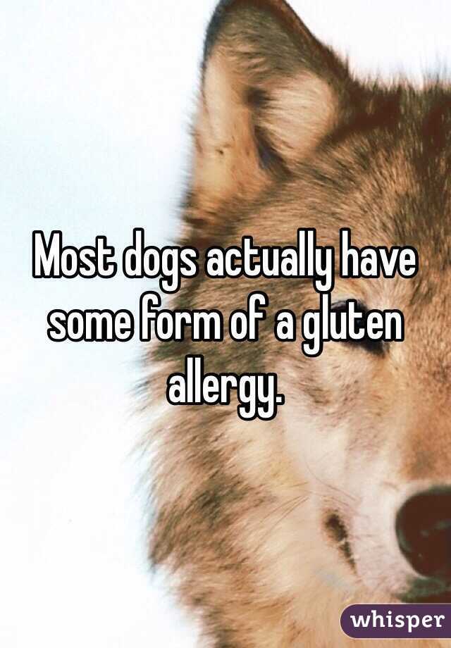 Most dogs actually have some form of a gluten allergy.