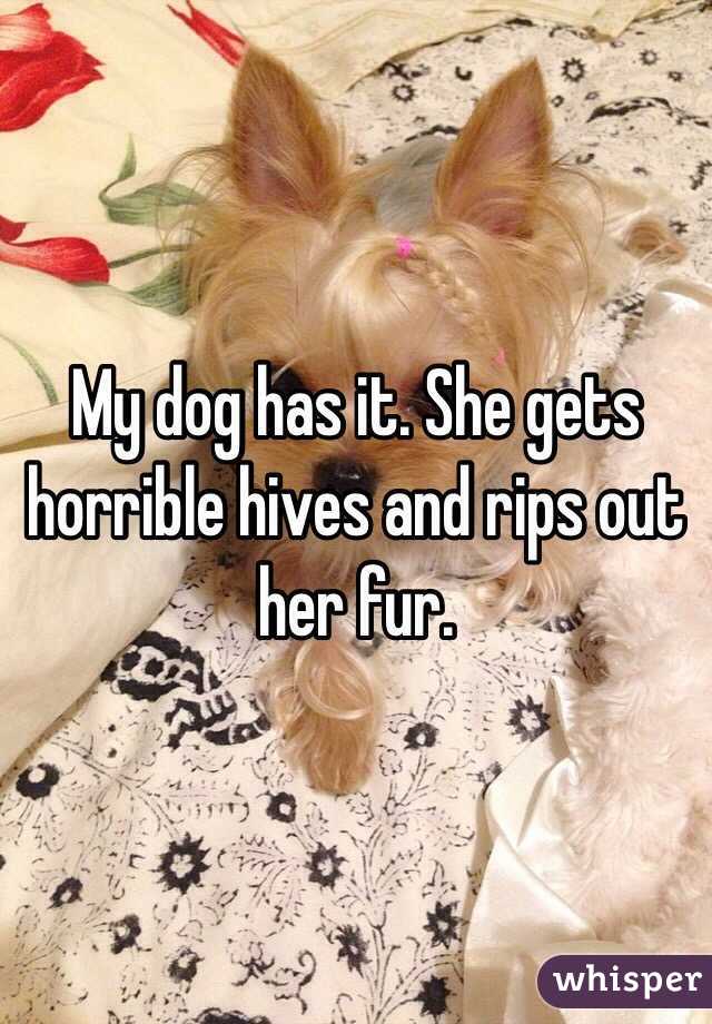 My dog has it. She gets horrible hives and rips out her fur.