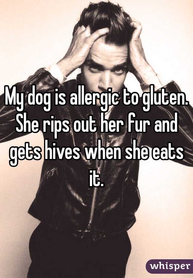 My dog is allergic to gluten. She rips out her fur and gets hives when she eats it.