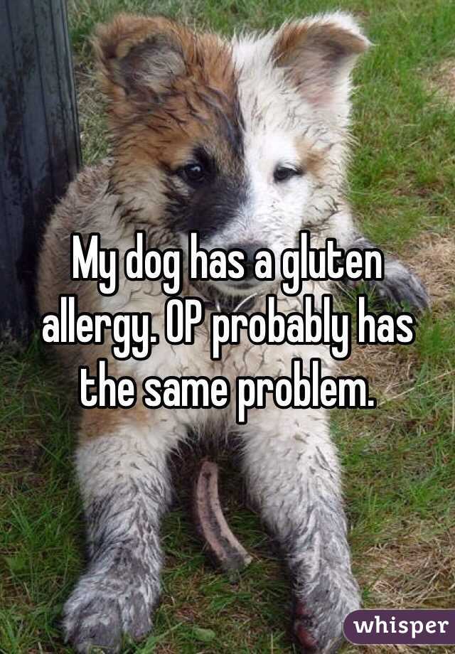 My dog has a gluten allergy. OP probably has the same problem.