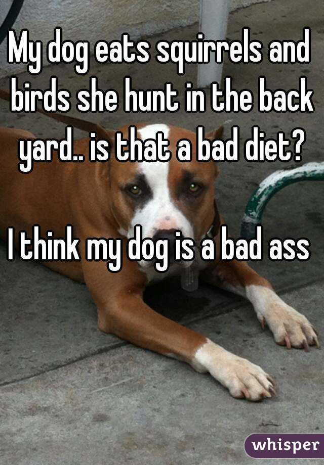 My dog eats squirrels and birds she hunt in the back yard.. is that a bad diet?

I think my dog is a bad ass