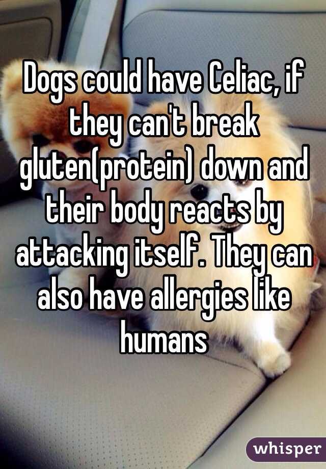 Dogs could have Celiac, if they can't break gluten(protein) down and their body reacts by attacking itself. They can also have allergies like humans 