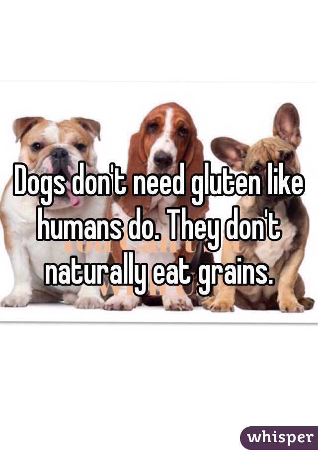 Dogs don't need gluten like humans do. They don't naturally eat grains.