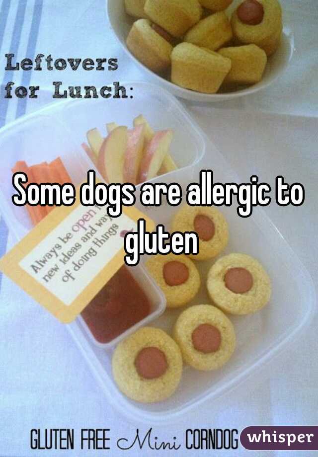 Some dogs are allergic to gluten