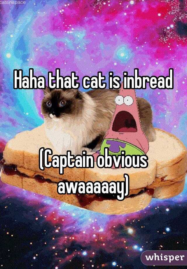 Haha that cat is inbread


(Captain obvious awaaaaay)