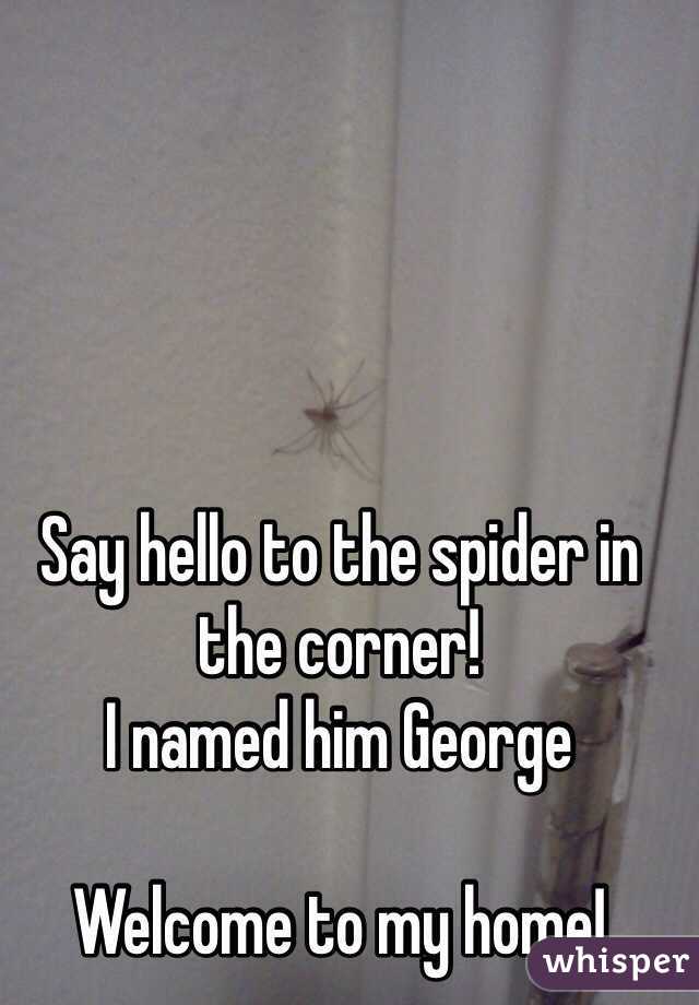 Say hello to the spider in the corner!
I named him George 

Welcome to my home!