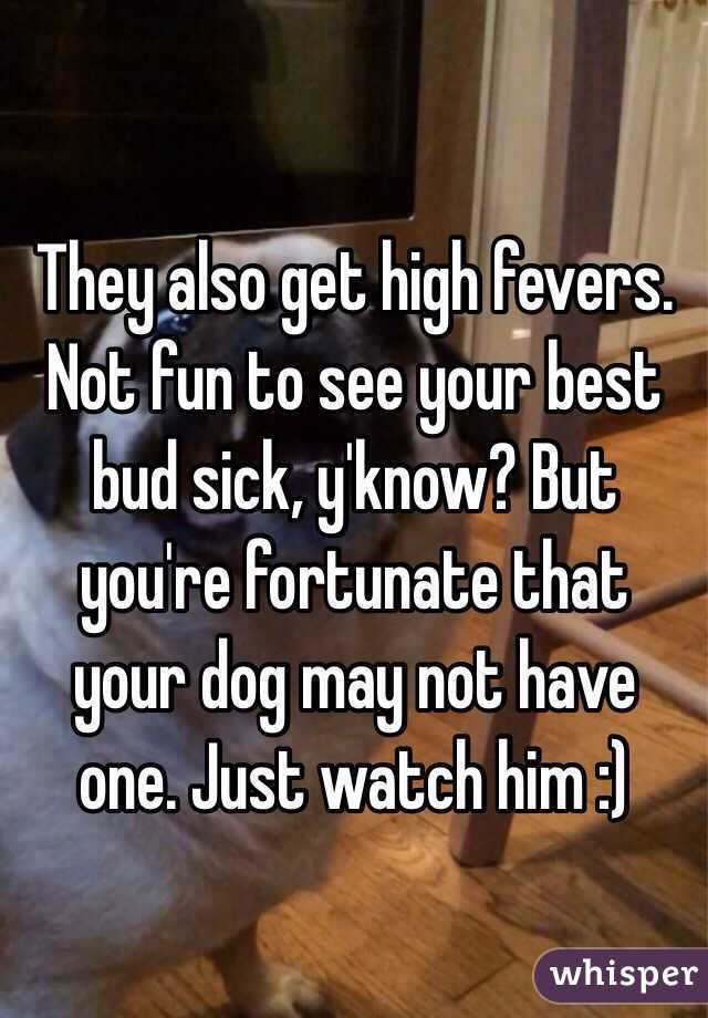 They also get high fevers. Not fun to see your best bud sick, y'know? But you're fortunate that your dog may not have one. Just watch him :) 