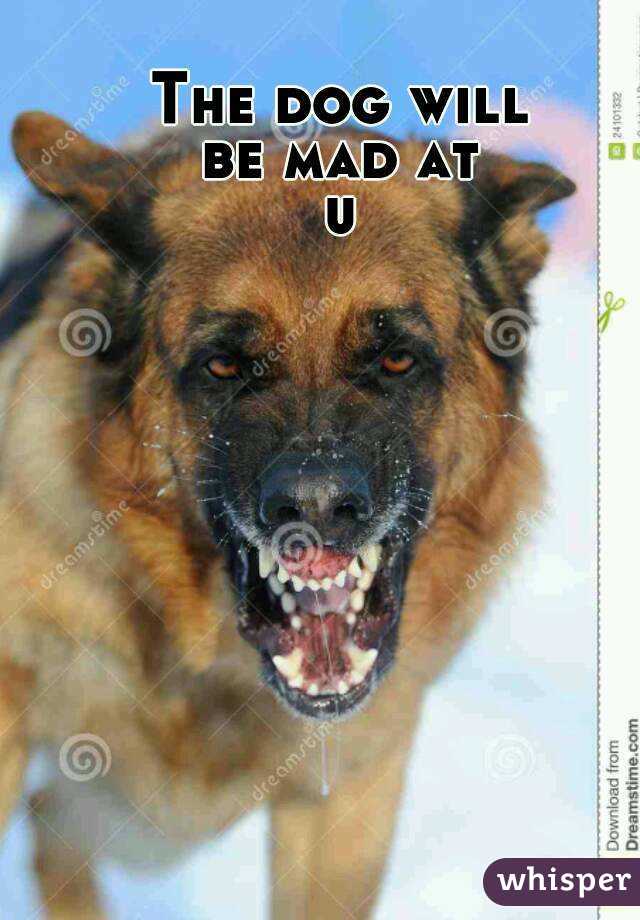 The dog will
be mad at
u