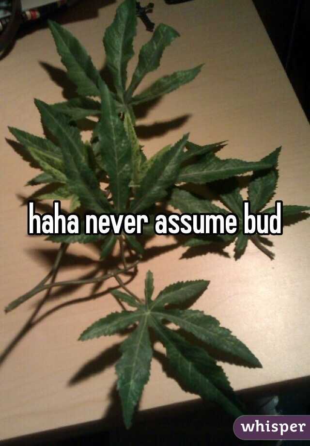 haha never assume bud