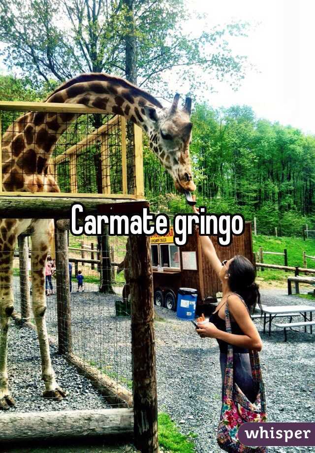 Carmate gringo