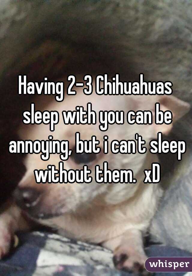 Having 2-3 Chihuahuas sleep with you can be annoying, but i can't sleep without them.  xD