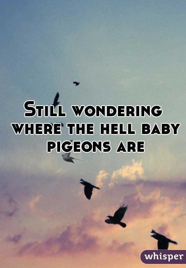 Still wondering where the hell baby pigeons are


