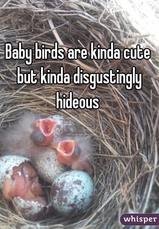 Baby birds are kinda cute but kinda disgustingly hideous 