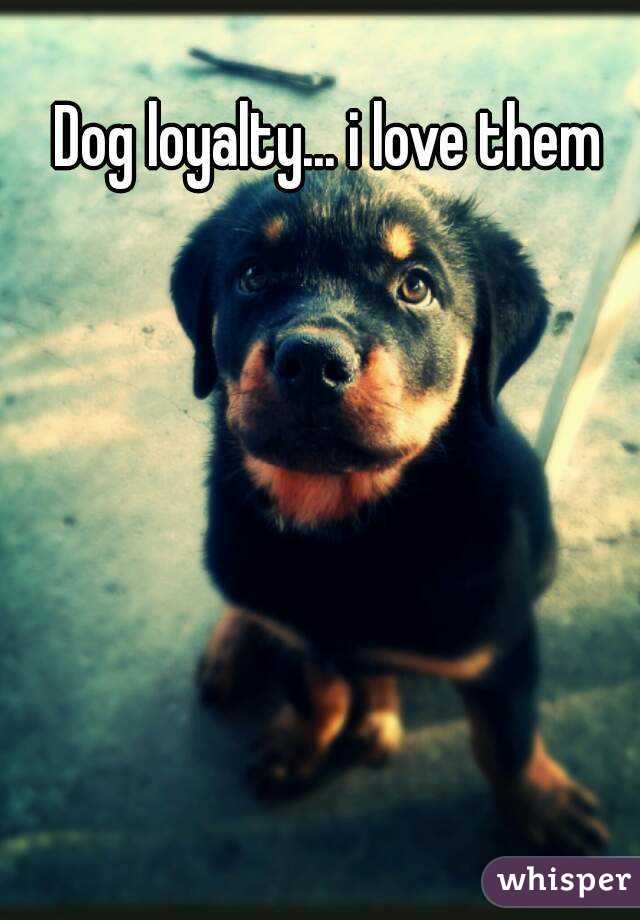 Dog loyalty... i love them
