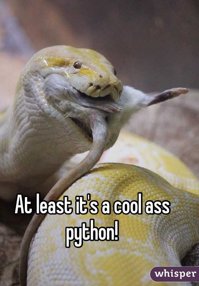 At least it's a cool ass python!