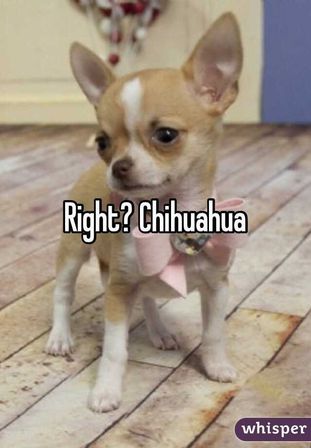 Right? Chihuahua