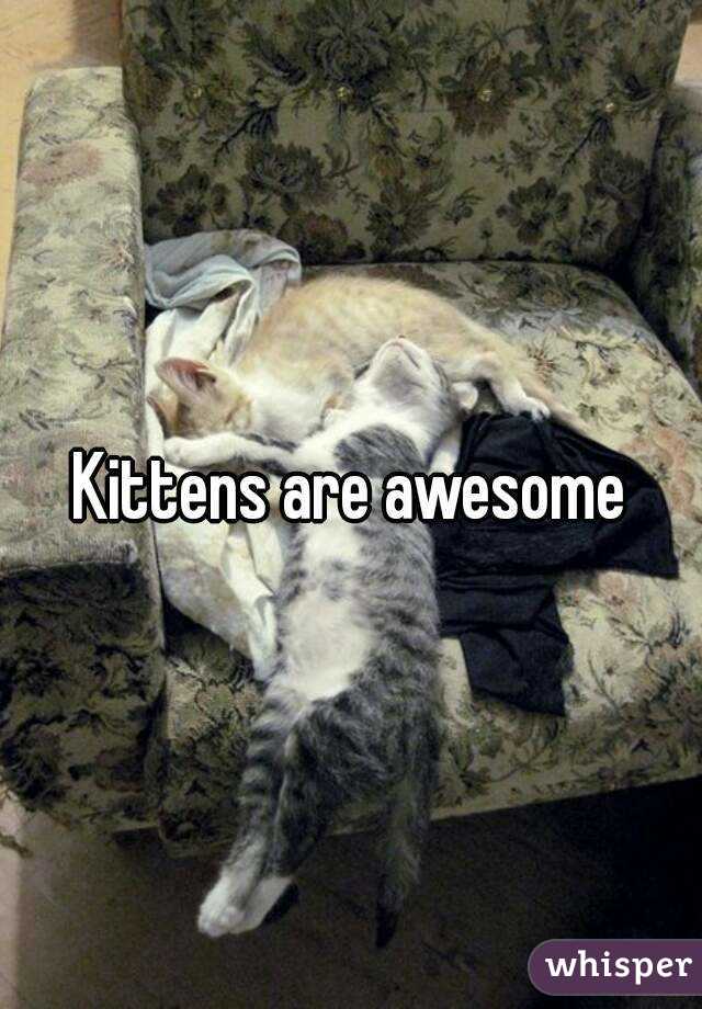 Kittens are awesome