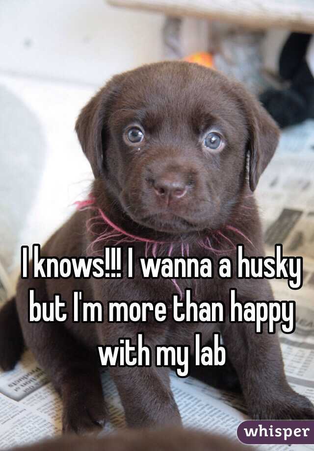 I knows!!! I wanna a husky but I'm more than happy with my lab 