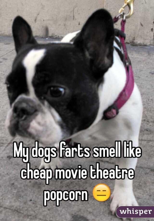 my-dogs-farts-smell-like-cheap-movie-theatre-popcorn