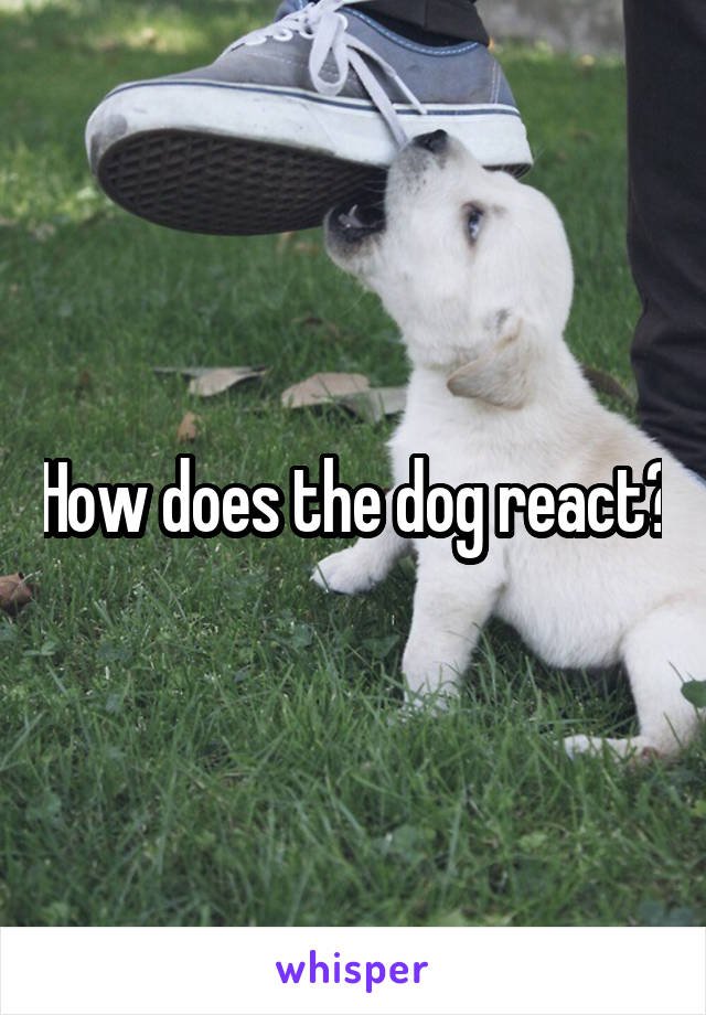 How does the dog react?