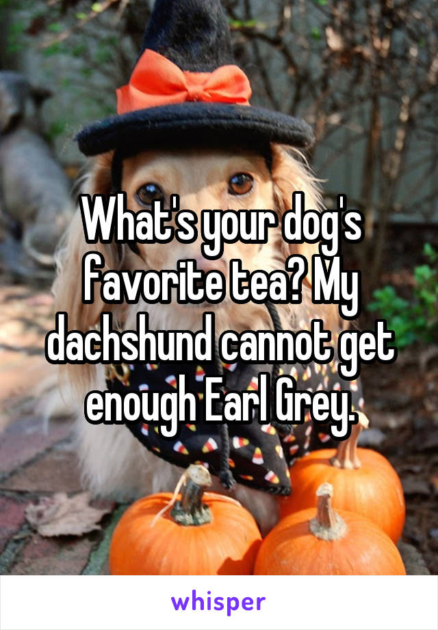 What's your dog's favorite tea? My dachshund cannot get enough Earl Grey.