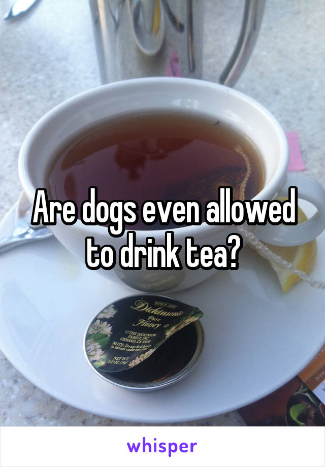 Are dogs even allowed to drink tea?