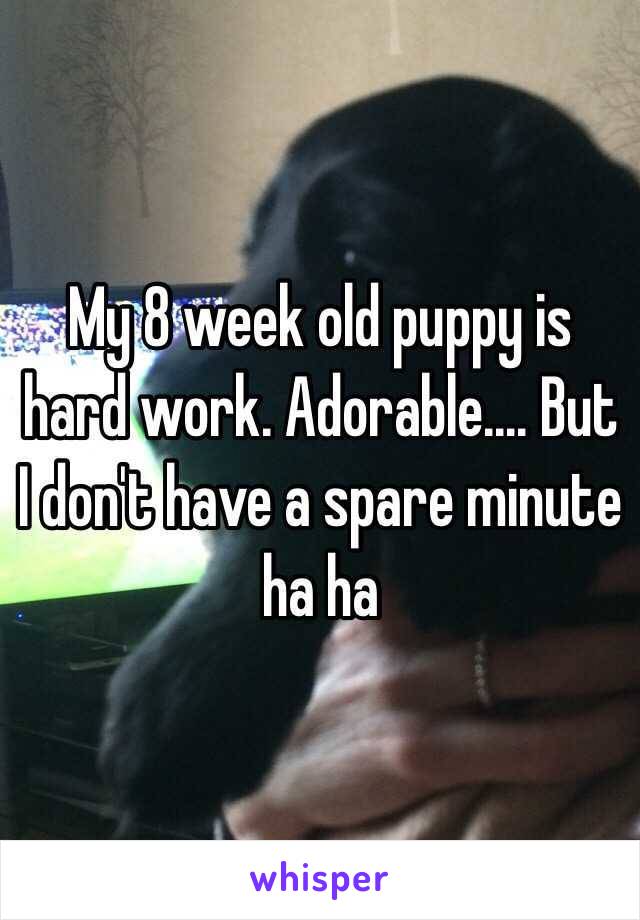 My 8 week old puppy is hard work. Adorable.... But I don't have a spare minute ha ha 