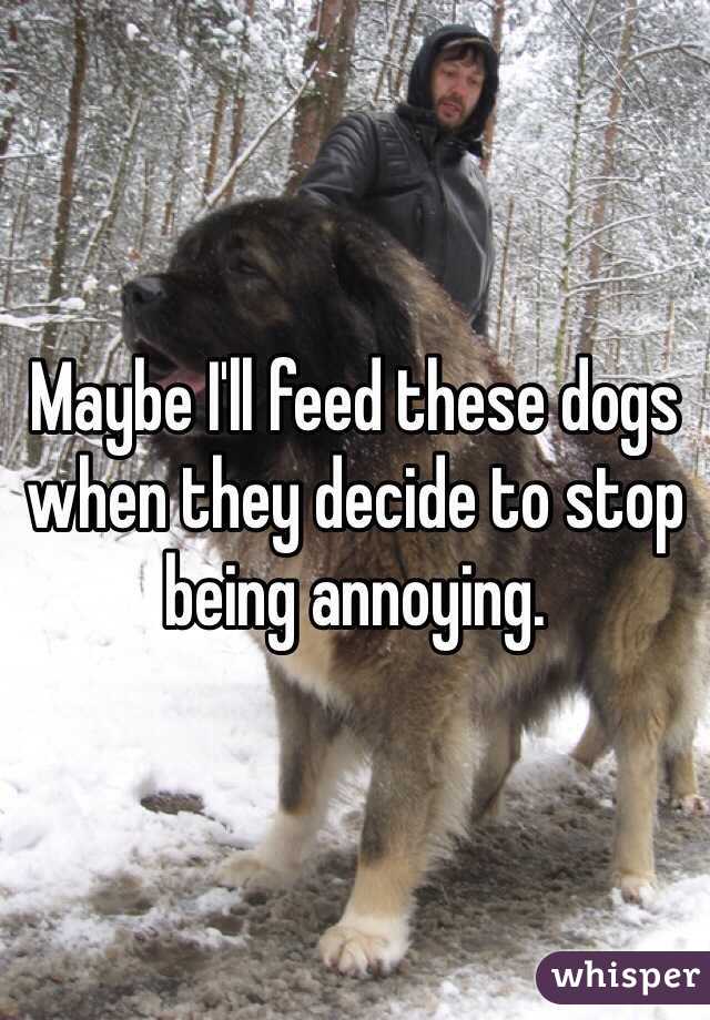 Maybe I'll feed these dogs when they decide to stop being annoying.