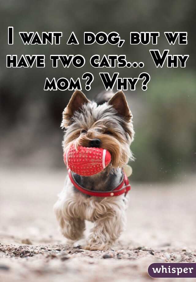 I want a dog, but we have two cats... Why mom? Why?