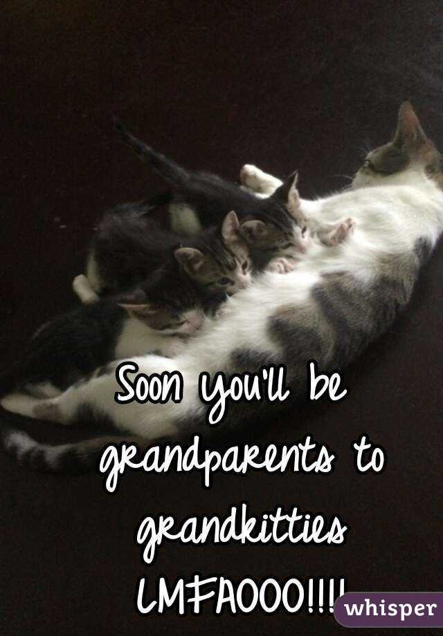 Soon you'll be grandparents to grandkitties LMFAOOO!!!!