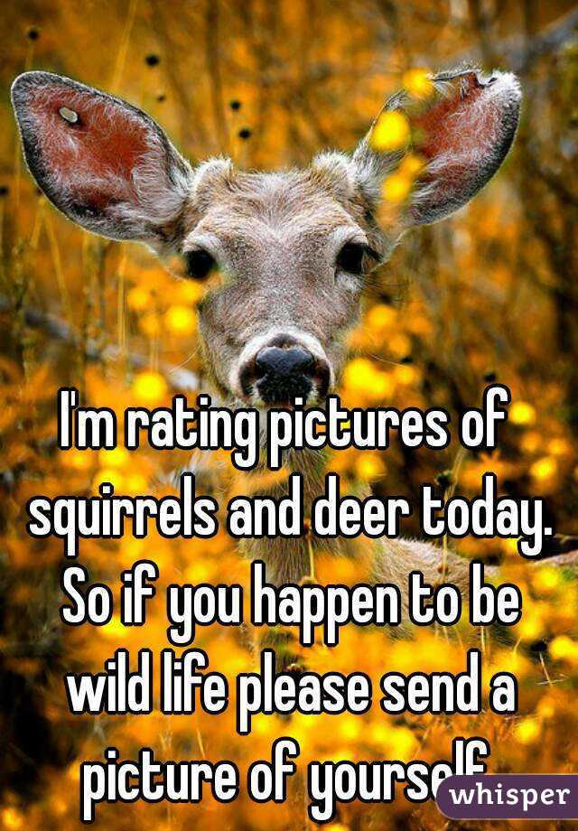 I'm rating pictures of squirrels and deer today. So if you happen to be wild life please send a picture of yourself.