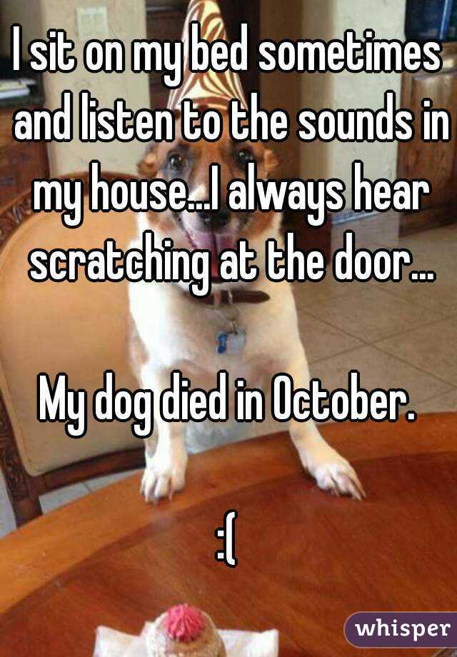I sit on my bed sometimes and listen to the sounds in my house...I always hear scratching at the door...

My dog died in October.

:(